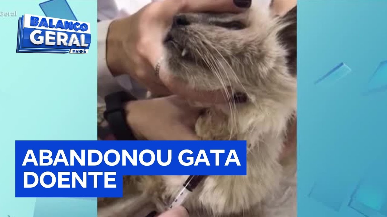 Mulher abandona gata idosa em clínica veterinária de São Paulo