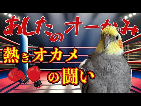 オカメインコって強いんだゼ!【女将の日常】