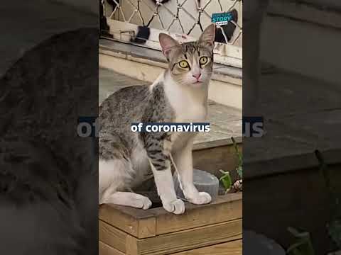 Covid’s killing thousand of cats in Cyprus #itvnews #cat