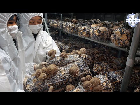 놀랍습니다! 도심 한복판의 첨단 스마트팜에서 재배하는 표고버섯 / Advanced technology! Mushroom Smart Farm - Korean Food Factory