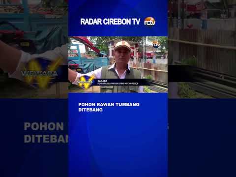 Pohon Rawan Tumbang Ditebang