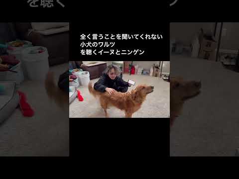 「全く言うことを聞いてくれない小犬のワルツ」を聴くイーヌとニンゲン #piano #dog