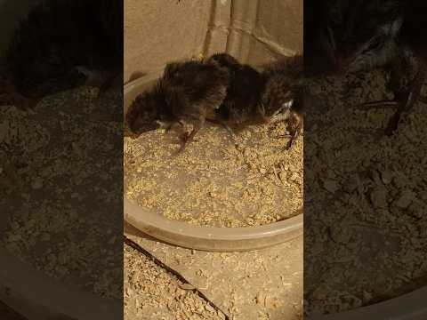 1 day old King Quail Chicks care ♥️🐣🐤 #birds #quail #king #animals #trending