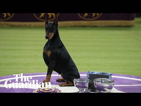 Doberman pinscher Penny takes Westminster dog show crown in New York