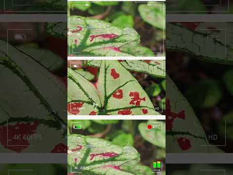 Bắt trọn khoảnh khắc thiên nhiên 🌿”thiennhien #cayxanh #la #suongmai #muahe