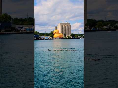 Biggest Duck in the World Gathering #travel #beach #duck #usa #chicago #lake #water #nature #shorts