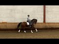 حصان الفروسية Dressuur/Recreatie/Fokmerrie
