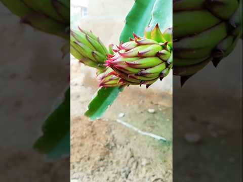 This flower only opens for one night under a full moon #dragonfruit #dragonflower 🌵🌵🌵