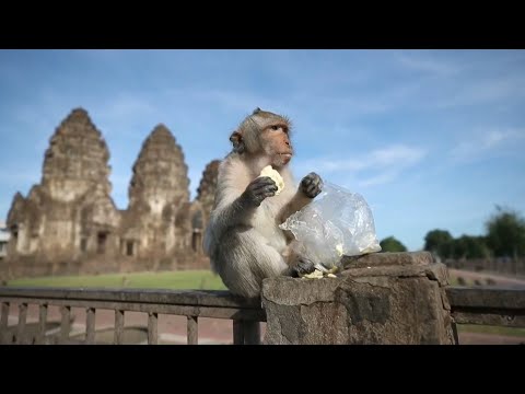 Lopburi: la ciudad tailandesa que festeja a los monos con un festival