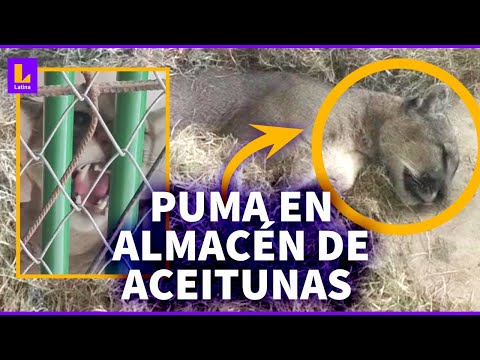 Puma andino fue encontrado en almacén de aceitunas en Tacna