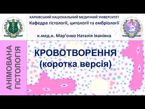 Кровотворення. Коротка версія. Гістологія