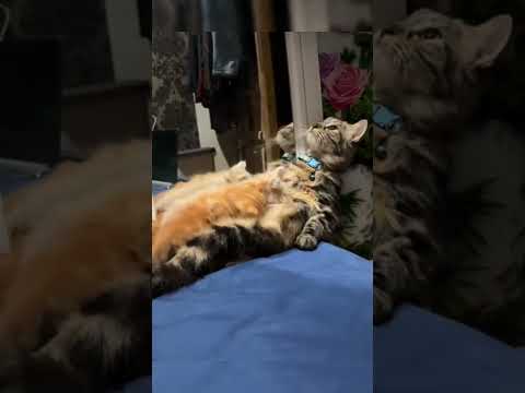 tingkah lucu kucing #cat #funnycats #shorts