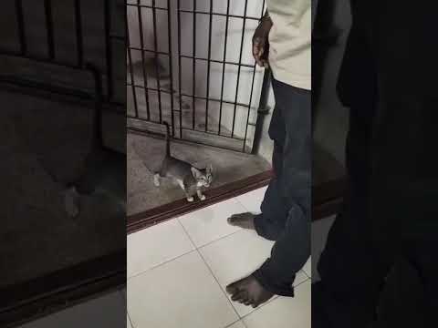 NAN POGAMATEN ! #cat #funny #kitty #husband #catshorts #kitten #catvideos #cute #petsvlog #petlover