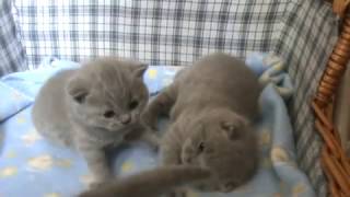 Голубые британские котята из московского питомника.
