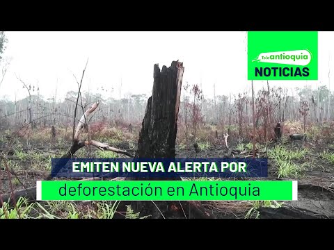 Emiten nueva alerta por deforestación en Antioquia - Teleantioquia Noticias