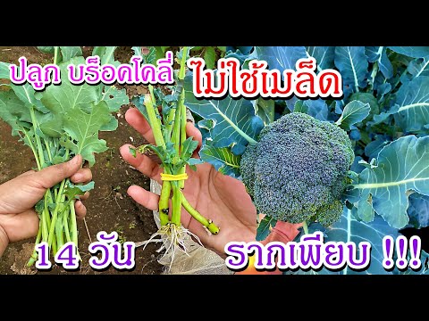 วิธีปลูกบร็อคโคลี่จากยอด-ปลูกบ วิธีปลูกบร็อคโคลี่จากยอด-ปลูกบ