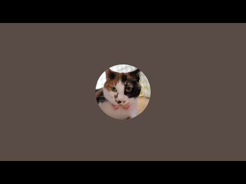 2024.5.6 am1:45 子猫がミルクを飲む時間　Milk Time  【Miaou Kitten  room】