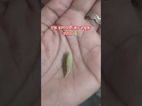 #एक इलायची का अचूक उपाय 🙏 #funny #food #comedy #astrology