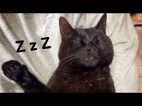 とても芸術点の高い寝相の猫たち　The Sleeping position with high artistic score