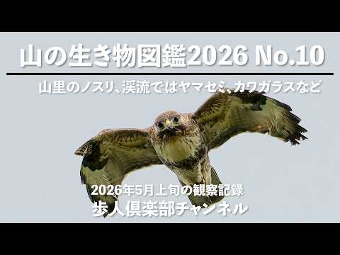 山の生き物図図鑑2026 No 10 2026年5月20日　野鳥観察　山里のノスリ継続観察　渓流のヤマセミなど