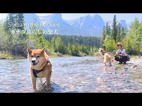 町の冷んやりスポットを巡り暑い夏を乗り切る柴犬達 [4K]