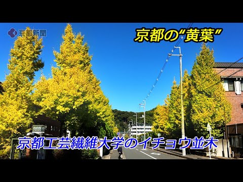 【京都の紅葉】京都工芸繊維大学のイチョウ並木（2024年11月13日　京都市左京区）　Ginkgo Tree Line at Kyoto Institute of Technology