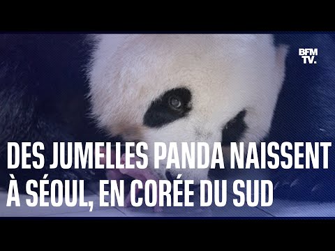 Des jumelles panda naissent dans un zoo à Séoul, en Corée du Sud