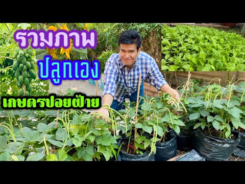 รวมภาพ-เกษตรปอยฝ้าย-ปลูกเอง รวมภาพ-เกษตรปอยฝ้าย-ปลูกเอง