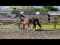 Cheval de dressage Stunning Filly Foal UNITED x GRIBALDI
