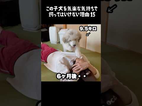 予想以上の成長をした子犬15 #greatpyrenees #犬のいる生活 #犬のいる暮らし #大型犬のいる生活 #グレートピレニーズ #癒し #愛犬 #ペット #可愛い #大型犬と暮らす