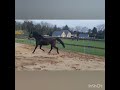 Show jumping horse O'Lyn van Veecaten (Classico TN x Latour TN)