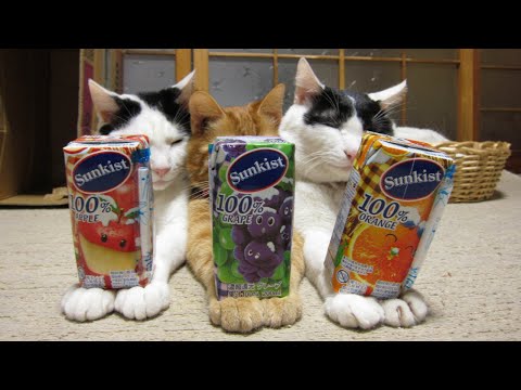 猫の動画サムネイル - うずまきLIVE配信？　放置？　朝まで？　2025年07月27日