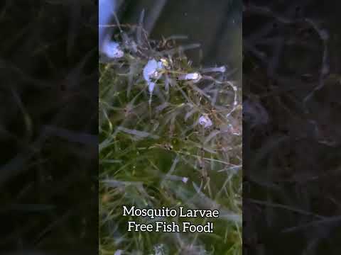 Mosquito Larvae in the Mini Pond! Mosquito Larvae!