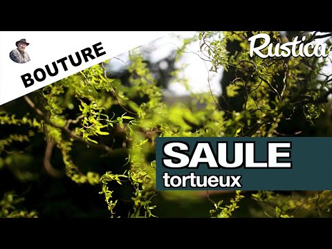 Bouturer un saule tortueux