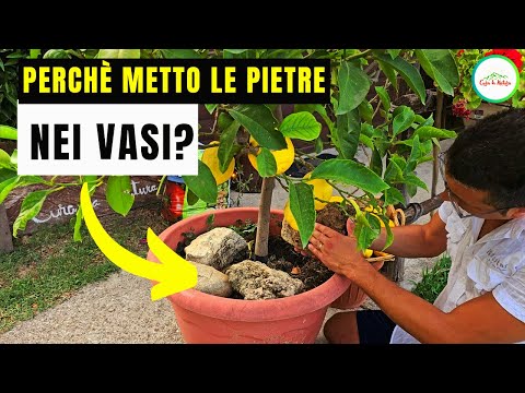 PERCHÈ UTILIZZO LE PIETRE NEI VASI DI LIMONI?