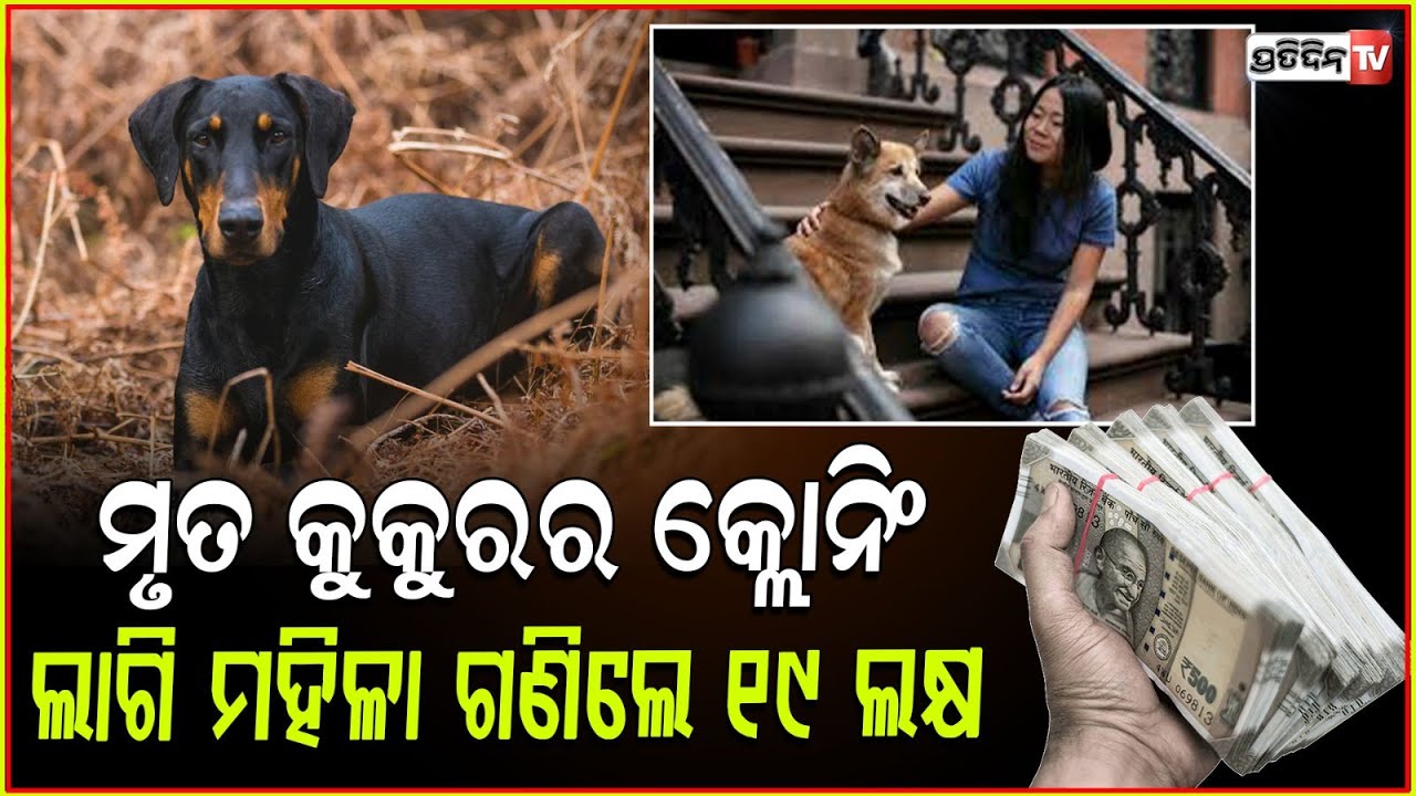ପୋଷା କୁକୁର ପାଇଁ ୧୯ଲକ୍ଷ ଖର୍ଚ୍ଚ କଲେ ଚାଇନିଜ ମହିଳା ! Chinese Woman Spends 19 Lakh To Clone Her Dead Dog.