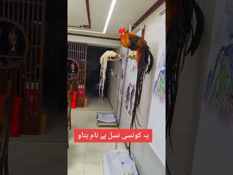 #birds #roosterfarm #chickenbreeds #chicken #assel #chickentypes #aseelmurga