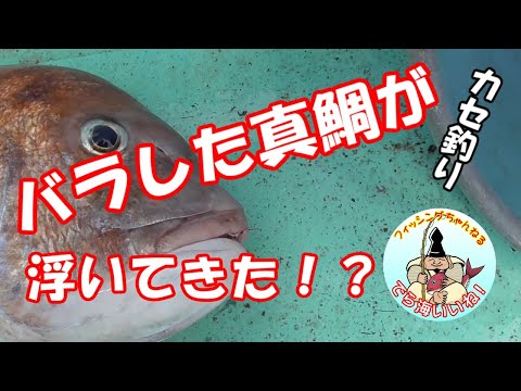 バラした真鯛が浮いてきた！