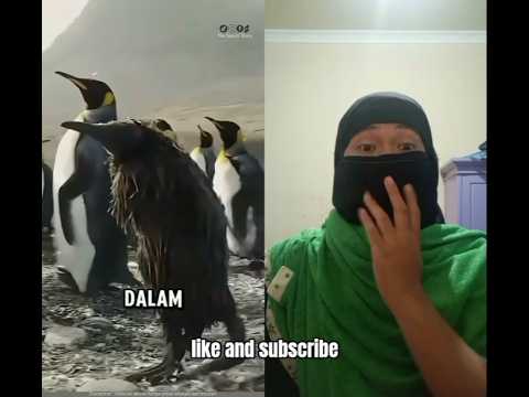 ini alasannya kenapa pinguin gak bileh disentuh manusia #faktaunik #penguin #viral