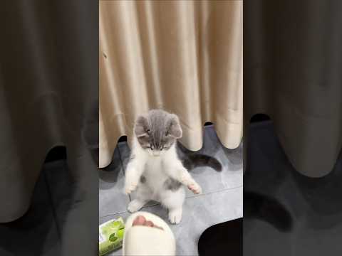 Performance 💞💞 #shorts #shortsfeed #trendingshorts #performance