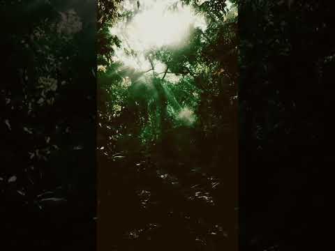 HUM TUMKO NIGAHON" 🎶 | सुकून भरी जंगल की रौशनी ✨|#hmtumkonigaho#love #nature #lofimusic