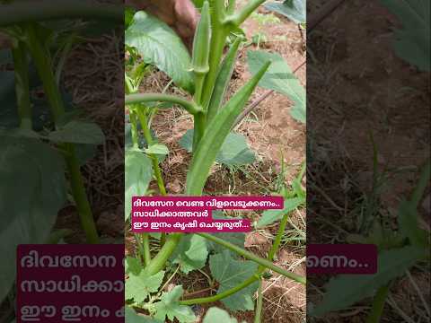 ലാഭം കൊയ്യാവുന്ന വെണ്ട... 2024 വില താഴത്തെ വിള.. #shorts #shortvideo #shortsfeed