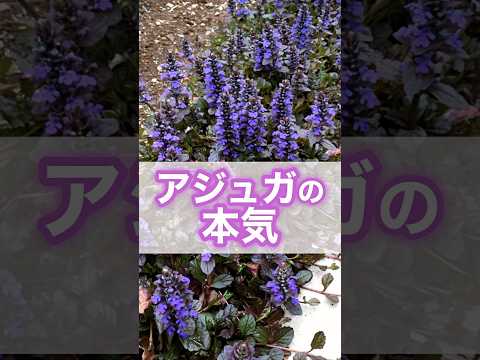 \庭の花/脇役アジュガが主役になる!地植えしたら本気を出した #アジュガ #植栽 #shorts