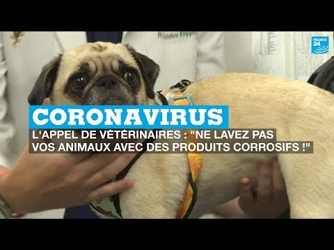 Coronavirus, l'appel des vétérinaires : Ne lavez pas vos animaux avec des produits corrosifs !