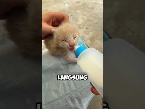dari kucing terlantar jadi sahabat sejati ‼️#shorts
