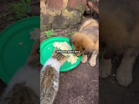 Unbreakable Bond 💔❤️ Rescue Dog & Cat Show What True Love Looks Like 🐶🐱 #RescueStory