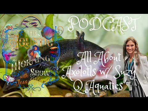 Axolotl Podcast with Suzy Q 1st Podcast
Axolotl Podcast with Suzy Q
