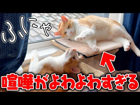 猫の動画サムネイル - この猫、あまりにも喧嘩が弱すぎるしパンチもふにゃふにゃすぎる。