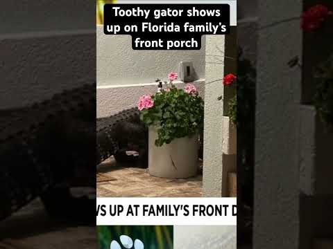 An unwanted visitor showed up at a Florida family’s front door #wildflorida #gator #florida