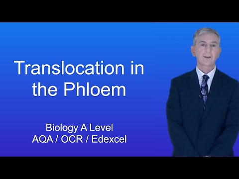A Level Biology Revision “Translocation in the Phloem”